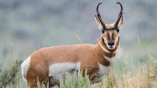 速度快的鸟，快鸟测速的介绍（世界上速度最快的动物）