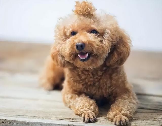 巨贵犬多少钱一只，黑色巨贵犬多少钱一只（“泰迪”和“巨贵”）