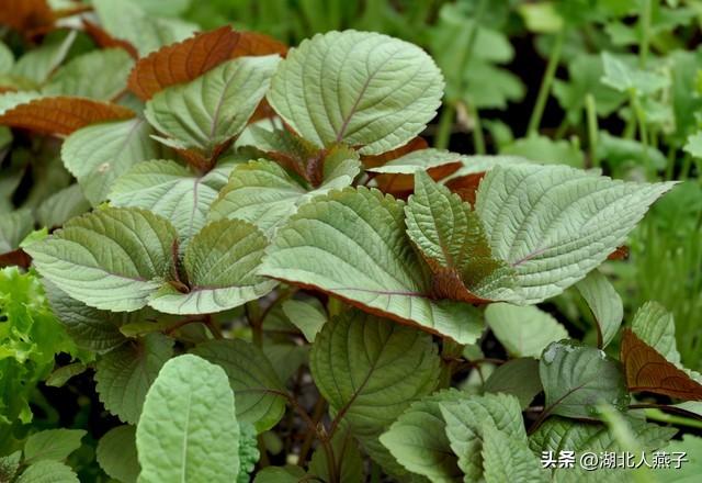菜图片大全大图，饭店菜谱大全带图片（这43种时令野菜大量生长出来）