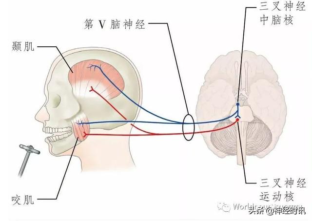属于膜迷路的结构是，属于膜迷路的结构是蜗管蜗顶（彩图经典版│脑神经和脑神经核解剖）