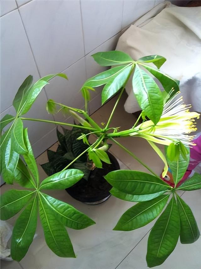 铁树开花的寓意和象征意义，铁树开花寓意和象征意义是什么（老人常说“7树开花）