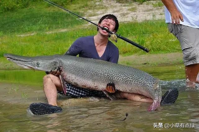 鳄雀鳝的天敌是谁（怪鱼“鳄雀鳝”的天敌是鳄鱼）