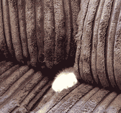 生肖牛的性格特征大盘点，十二生肖牛性格特点（社牛猫咪的6个行为特征）