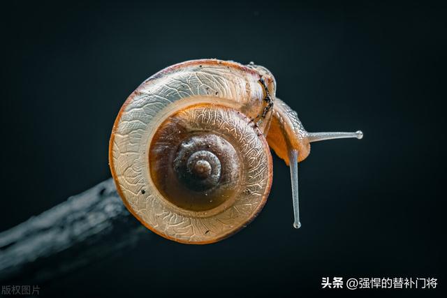 冬天冬眠的动物有哪些，冬眠的动物有哪些（以下哪种动物不仅会夏眠）