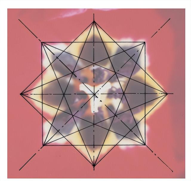 花朵的构造有哪些，花朵的组成结构（暴力拆解花朵的几何结构）