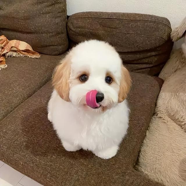 迷你贵宾犬,狗界"串串"大比拼(迷你杜宾犬和小鹿犬的区别)