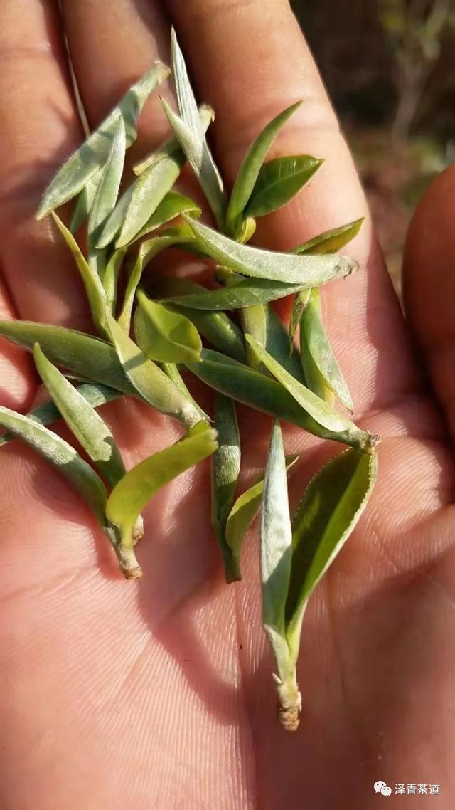 倚邦普洱茶特点，倚邦普洱茶特点口感（普洱茶的冷知识—普洱茶之最）