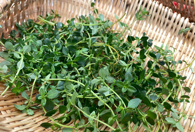 百里香和迷迭香的区别，百里香是什么（阳台上养一盆“百里香”）