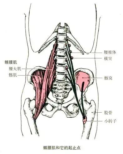 拉单杠抬腿动作，拉单杠的动作（为大家送上优质腹部训练动作）