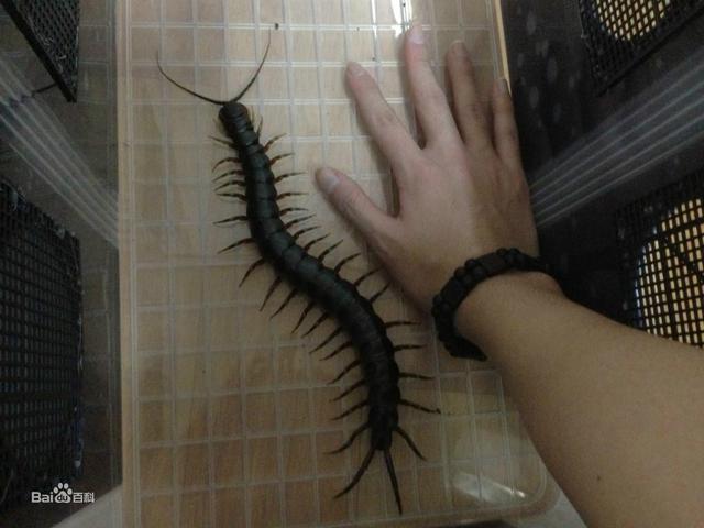 世界上最大的蜈蚣，世界最大的蜈蚣有多大（中国海关查获5条海外“巨型”蜈蚣）
