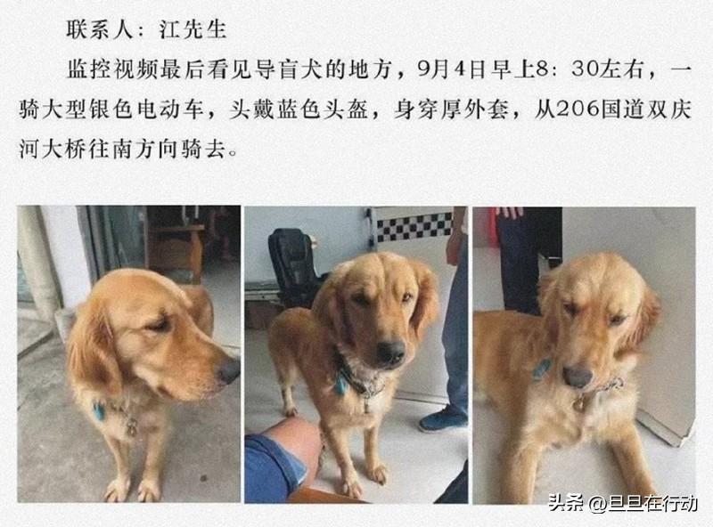 一只导盲犬多少钱 导盲犬价格