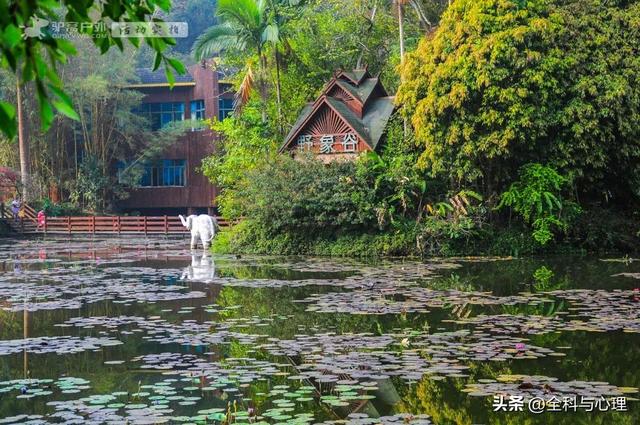 泸沽湖的海藻花几月份去最好，夏日云南美景可不止一点点