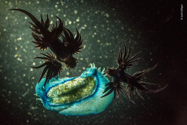 欧美吴彦祖，微信头像，欧美吴彦祖（2018年度最佳野生动物摄影作品图集）