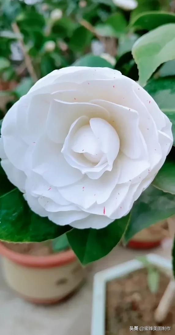 适合发心情的图片   赏图愉快哦:），关于发心情的图片（鲜艳欲滴的花朵）