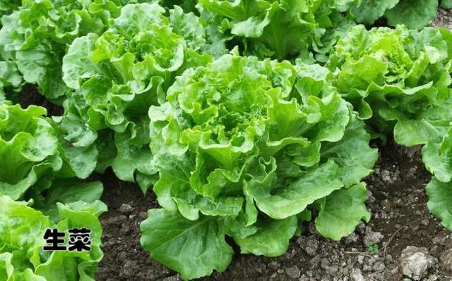 十大打农药最多的菜有哪些，哪种菜农药比较少（天生自带“驱虫”能力的10种蔬菜）