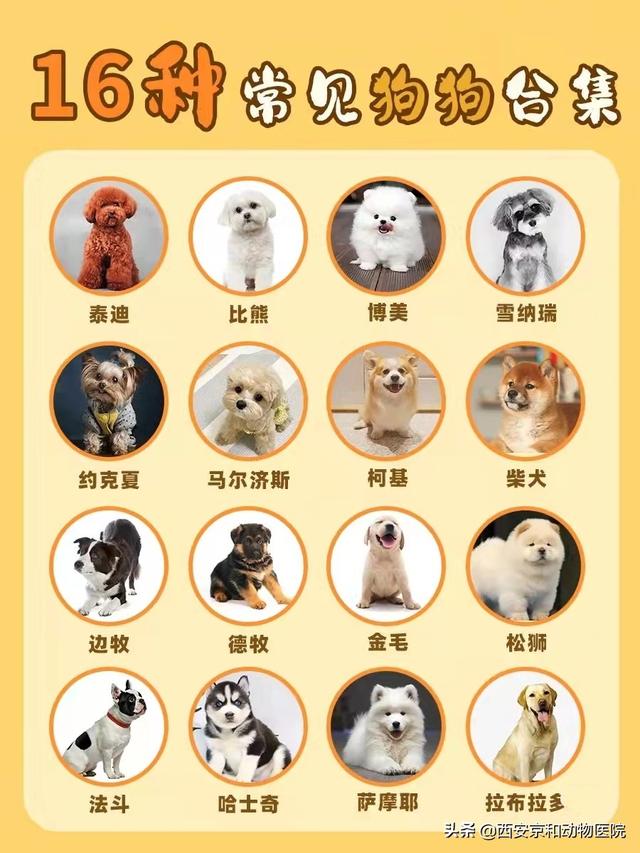 狗的品种名大全，新手养狗课堂丨常见16种狗狗优缺点及喂养难度合集