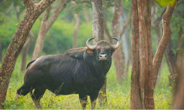 世界上最大的野牛有多重，云南发现8头野牛