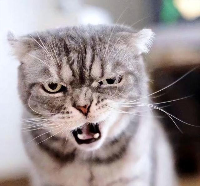 喵喵喵是什么梗，彩虹猫是什么梗（主人模仿猫咪“喵喵叫”时）