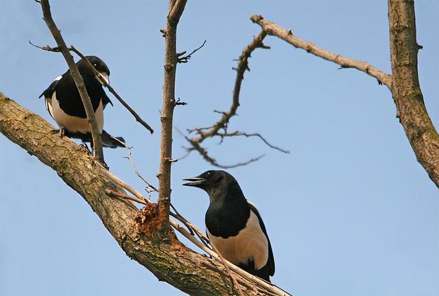 红嘴蓝鹊饲养方法介绍，红嘴蓝鹊饲养鸟架尺寸（居然用钢筋做鸟窝）