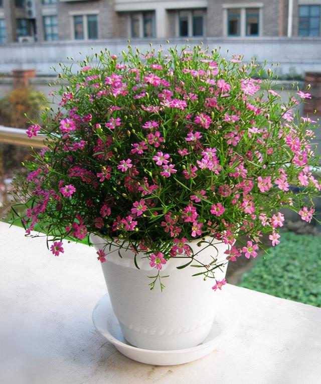 满天星的养殖方法和注意事项，花朵繁多、开成花球、简单美好