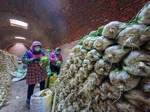 青菜怎么保存新鲜不烂，青菜怎么保存新鲜不烂发货（60岁老妈教你5种保存方法）