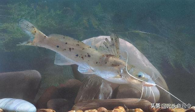 长江名贵鱼前十名，10大凶猛淡水鱼（我国保护的鱼类有87种）