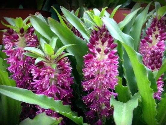 鲜花的花语和花的数目的寓意，鲜花数量的寓意（100种迷人的“数字花”）