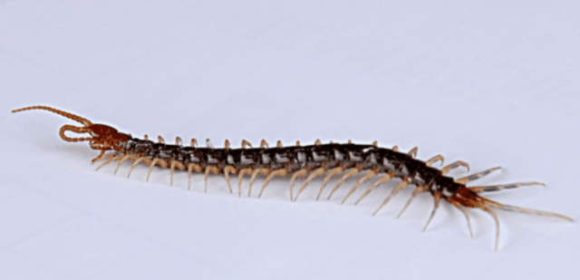 蜈蚣属于昆虫吗，蝎子和蜈蚣是属于昆虫吗（身为五毒之一的蜈蚣竟毒不死公鸡）