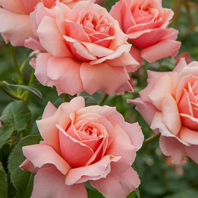 看望病人买什么鲜花，适合送病人的鲜花有哪几种（哪些花代表健康、平安、幸福）