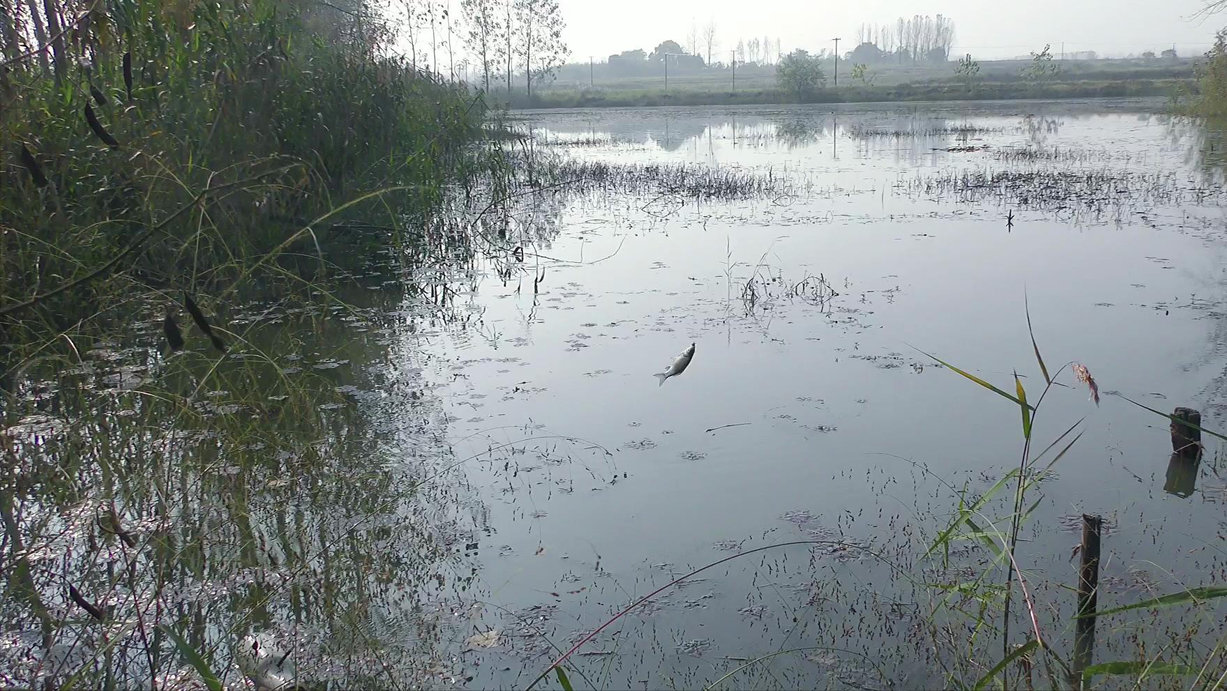 传统钓鱼高清视频合集：技法独特、优势显著，助你轻松掌握经典垂钓精髓