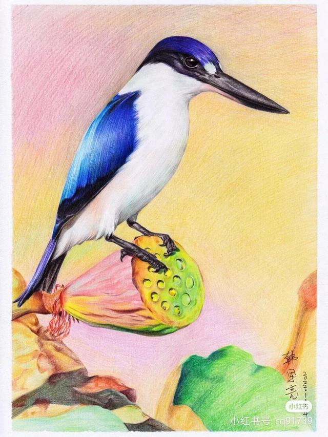 小鸟怎么画简单又好看，小鸟怎么画简单（彩铅绘画素材—身披彩翼）