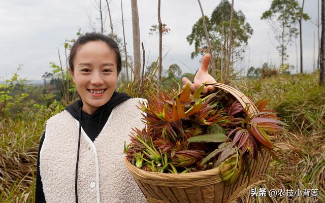 香椿芽的种植方法，从播种育苗到管理采收