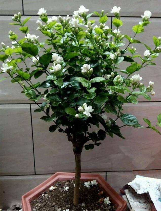 开花有香味的花有那些品种，开花有香气的花有几种（9种“香水花”）