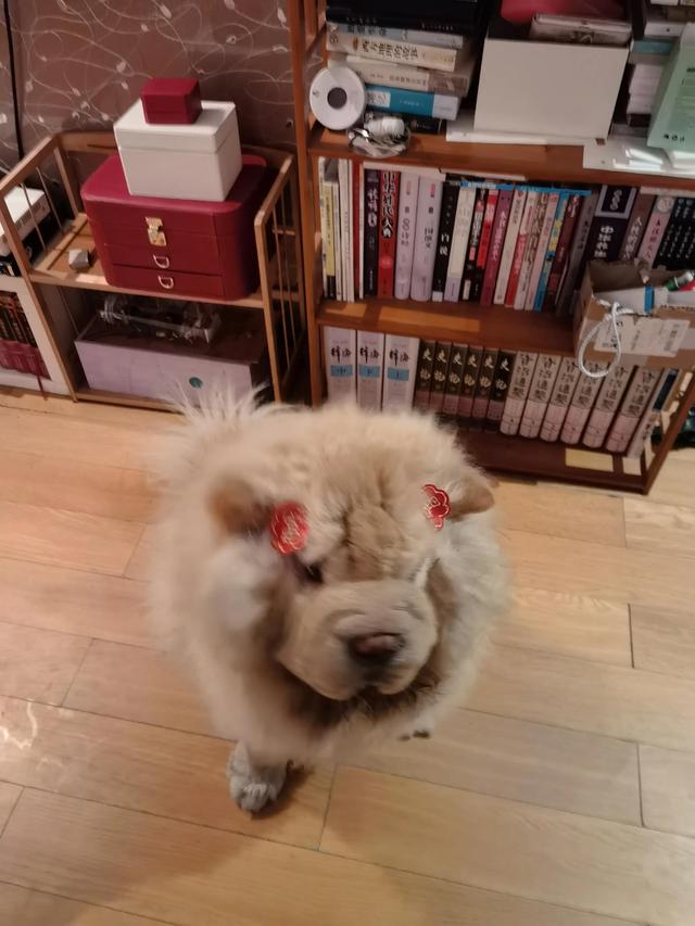 可爱的小狗狗，可爱小狗品种（小可爱小狗狗图片）