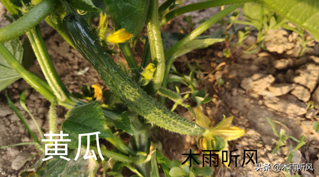 黄瓜搭架详细方法图片，黄瓜架子怎么搭（怎样提高，黄瓜连续坐瓜的能力）