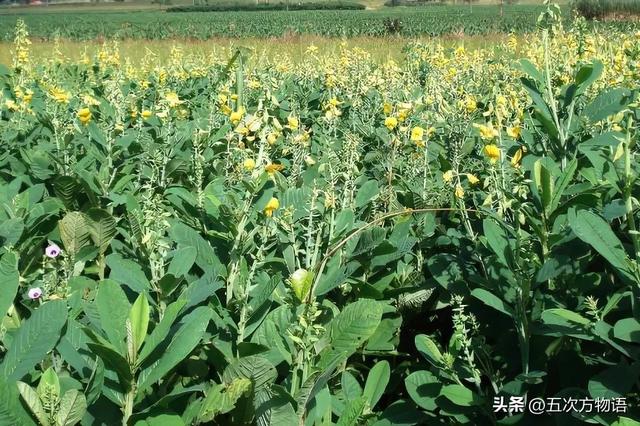 五蠹是哪五个，指的是哪五蠹？之首是儒术吗（中国麻类作物大全）