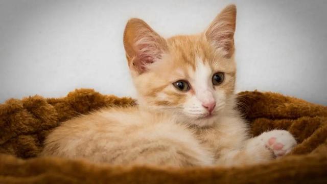 一个月幼猫怎么养，一个月大的猫咪怎么养（教你手把手将刚出生的猫咪给带大）