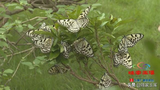 蝴蝶的家在哪里，蝴蝶的家在哪里呀正确答案（“元江籍”蝴蝶在这里繁育）