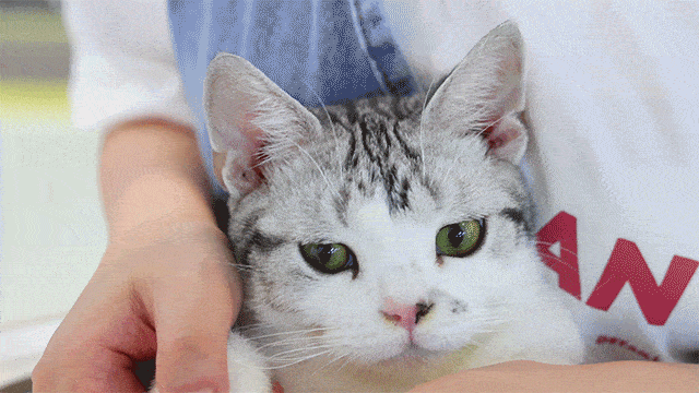 美短猫真的好养吗，养到的人都很幸运