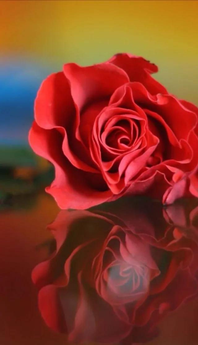 11玫瑰花图片大全唯美图片