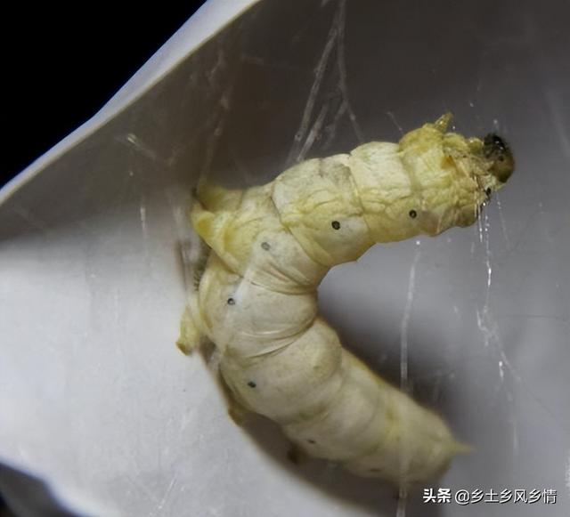 蚕卵孵化需要多少天，蚕宝宝孵化要多少天（蚕吐丝前有什么征兆）