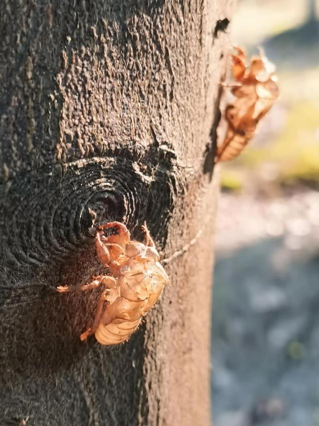 蝉蜕的功效与作用，蝉蜕的作用与功效（蝉蜕：高风亮节，破茧重生之美）