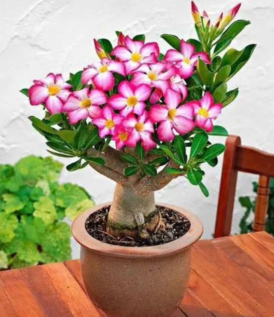 室内植物100种大盆栽，好养而又适合室内养殖的盆栽（园艺师给大家介绍10种适合室内养的花卉盆栽）