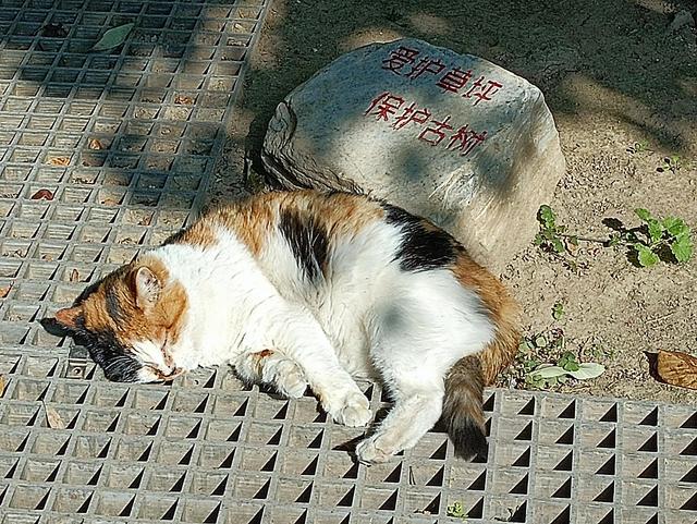 北京郊区一日游，北京郊区一日游最佳路线（曲径通幽好去处一一北京大觉寺一日游）