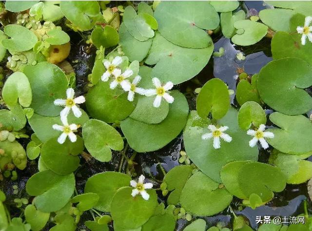 参差荇菜什么意思，参差荇菜怎么读音（参差荇菜左右流之的意思具体是什么）