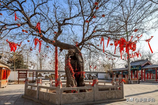 大门两旁栽几棵树最好，大门两侧种什么树吉祥（庭院内能不能栽植国槐）