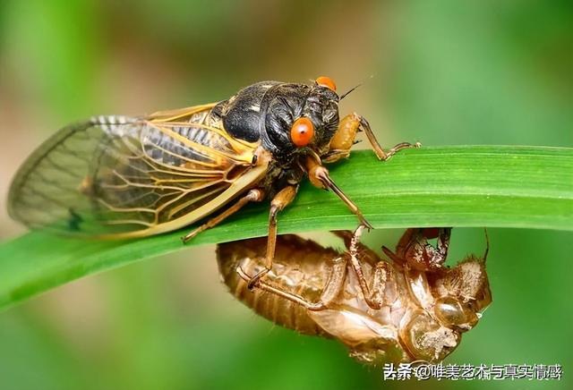 玉蝉吊坠的寓意是什么，玉蝉的寓意是什么（蝉除了寓意“知足常乐”还象征“爱情久长”）
