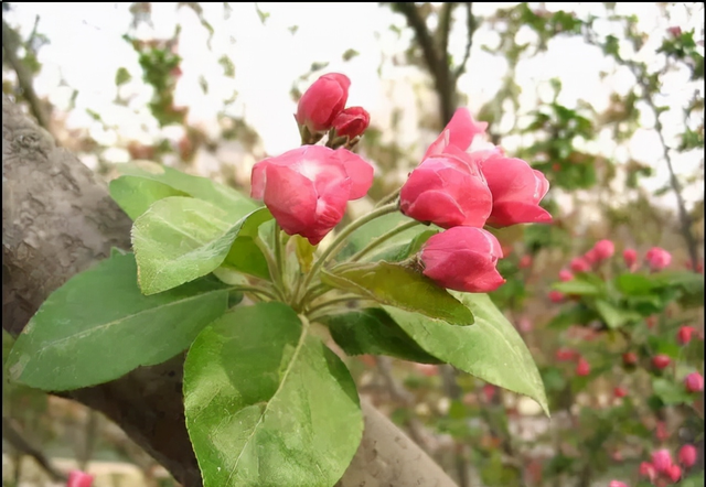 花，花好月圆人长久（72种鲜花欣赏图片）