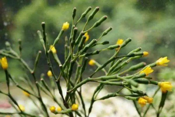 节节草治痔疮，节节草有什么功效（这些植物打着“光棍”活着）