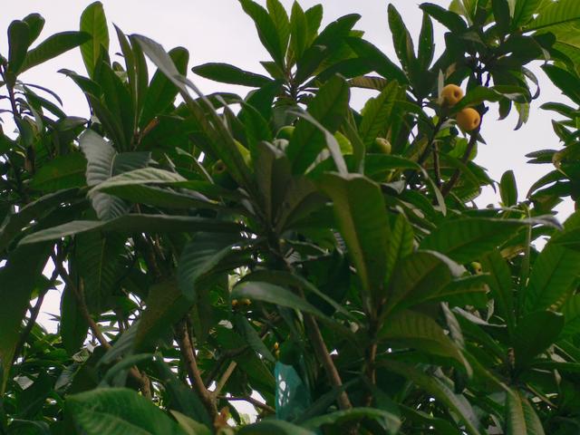 碧螺春产于哪里，碧螺春主要产于哪里（碧螺春又称\